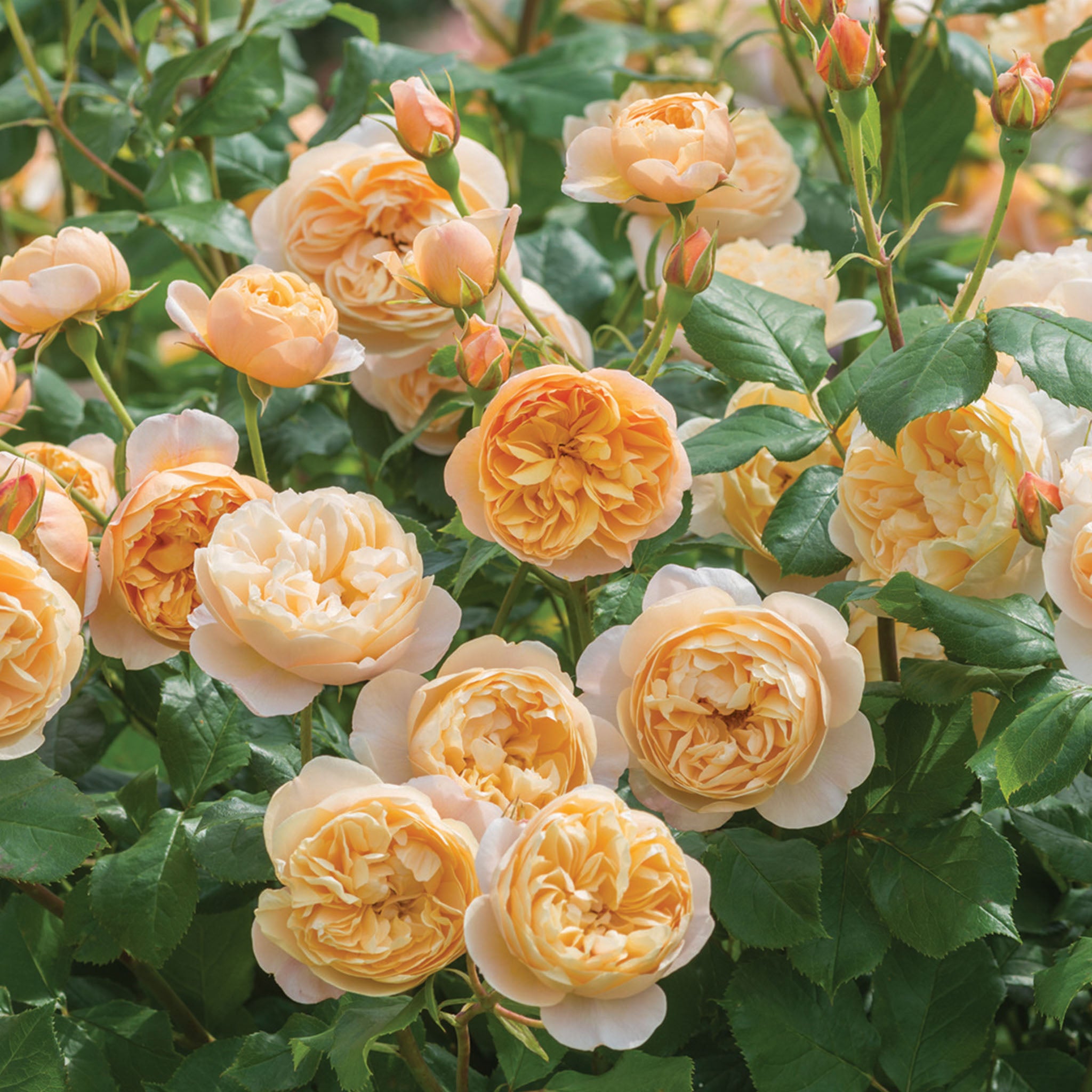 Roald Dahl Rose Bare Root