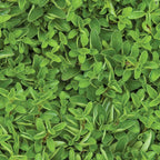 Sweet Marjoram