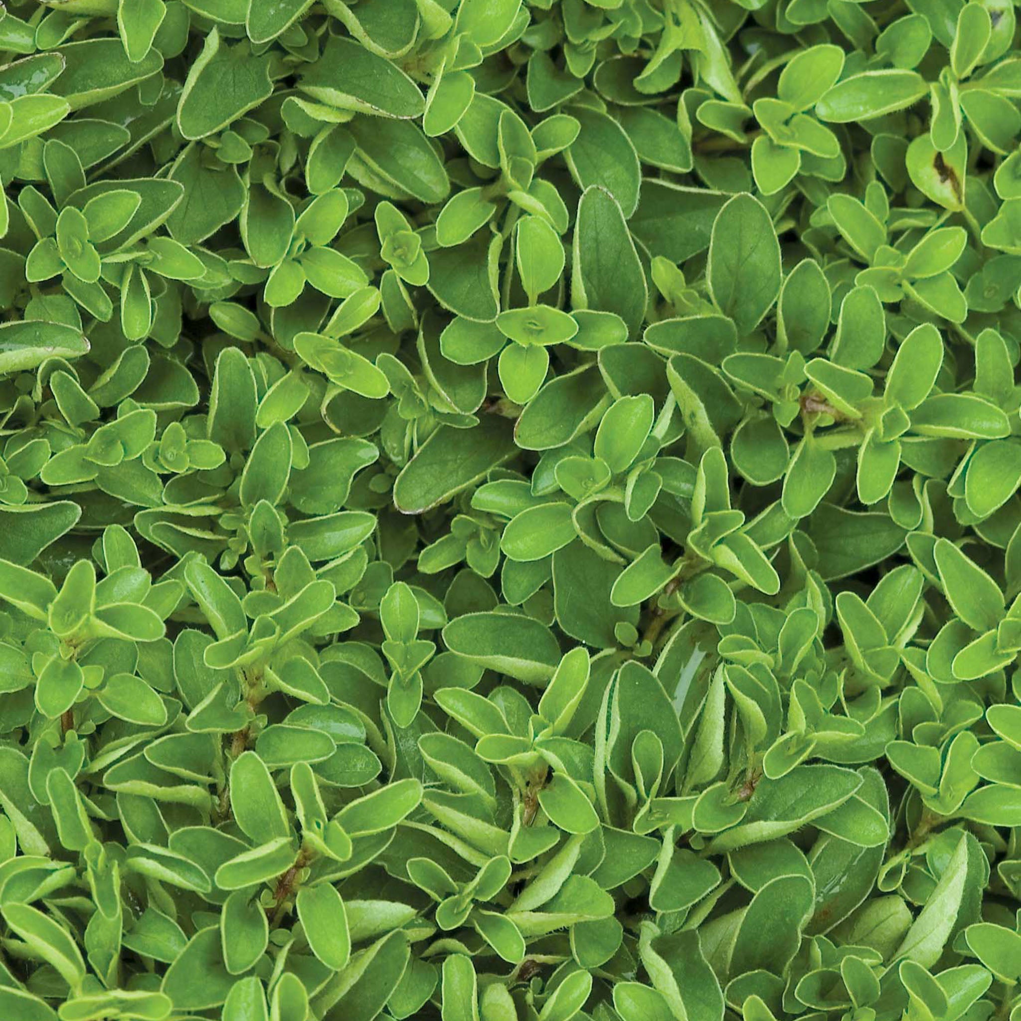 Sweet Marjoram