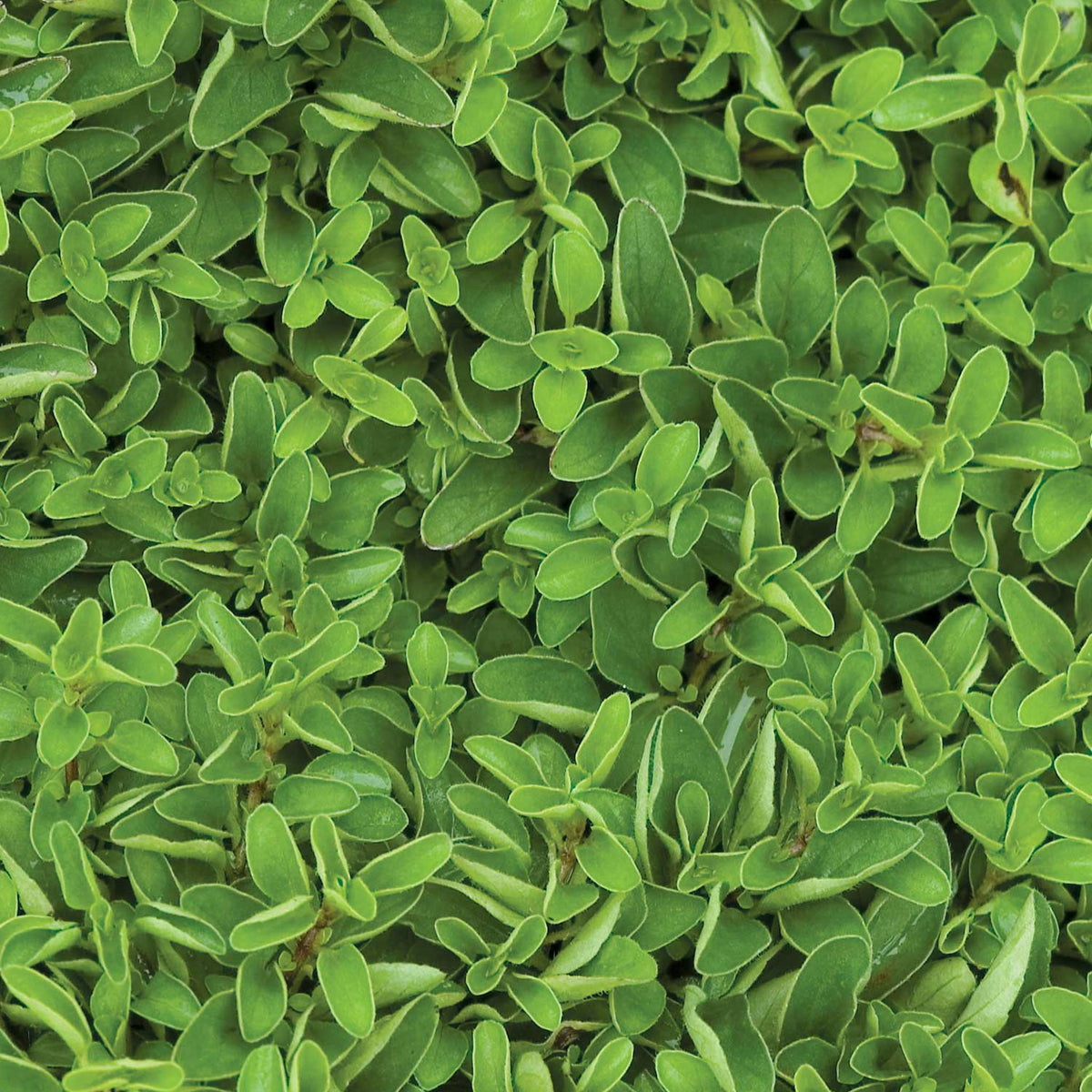 Sweet Marjoram