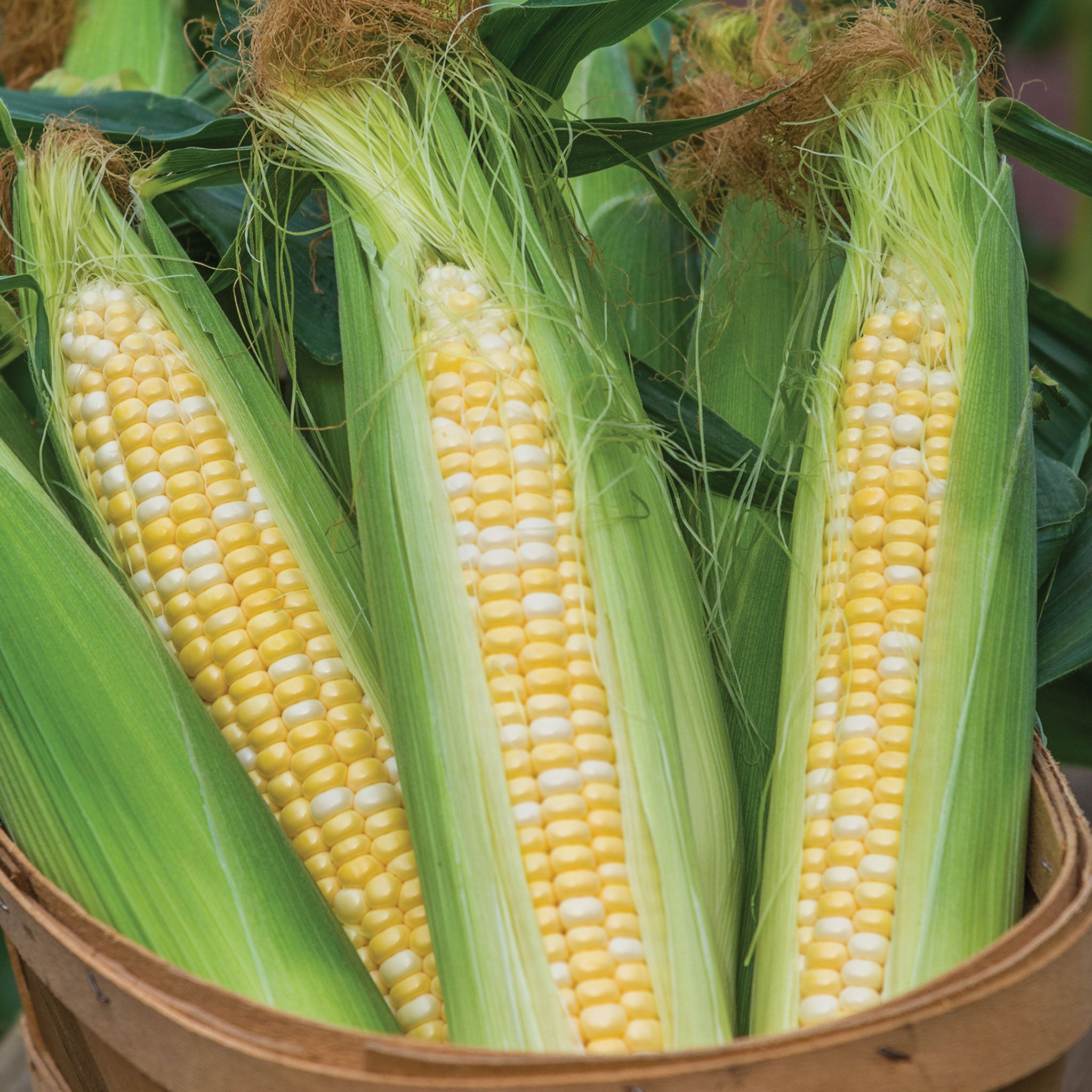 On Deck Corn