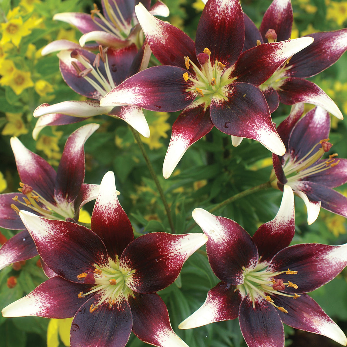 Nettys Pride Lily Asiatic Bulbs
