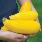 Burpee Golden Zucchini Summer Squash