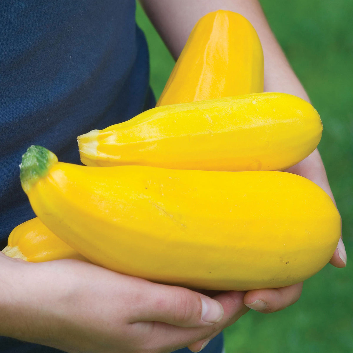 Burpee Golden Zucchini Summer Squash