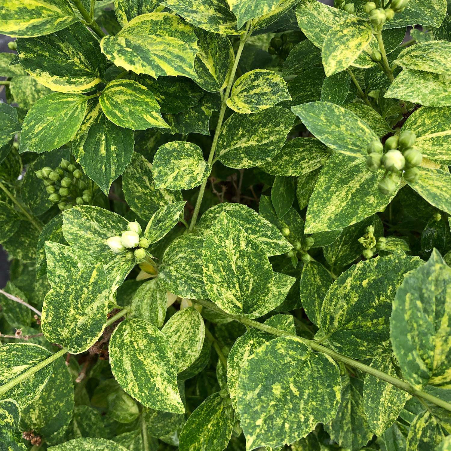 Illuminati Sparks Philadelphus