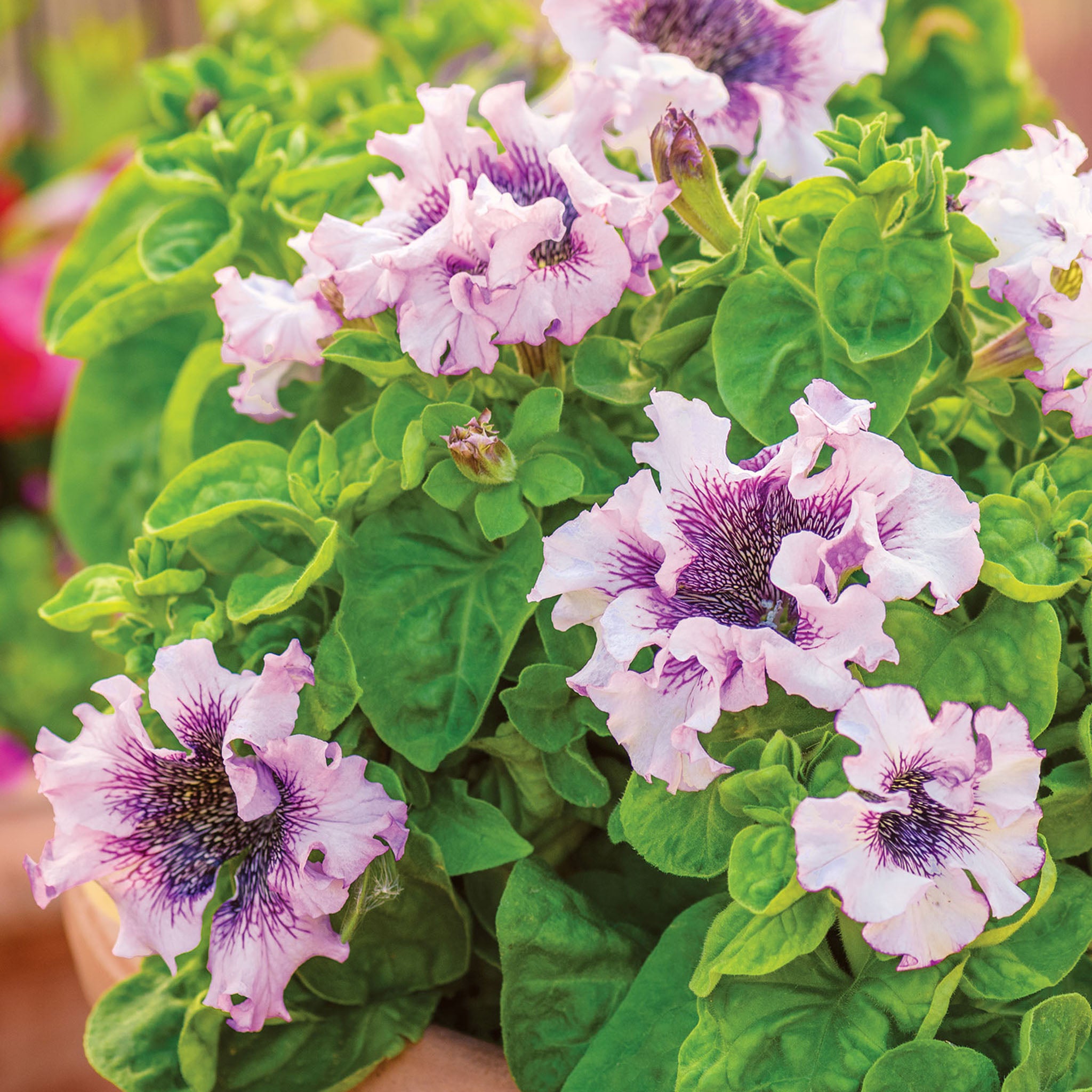 Spellbound White Blush Petunia