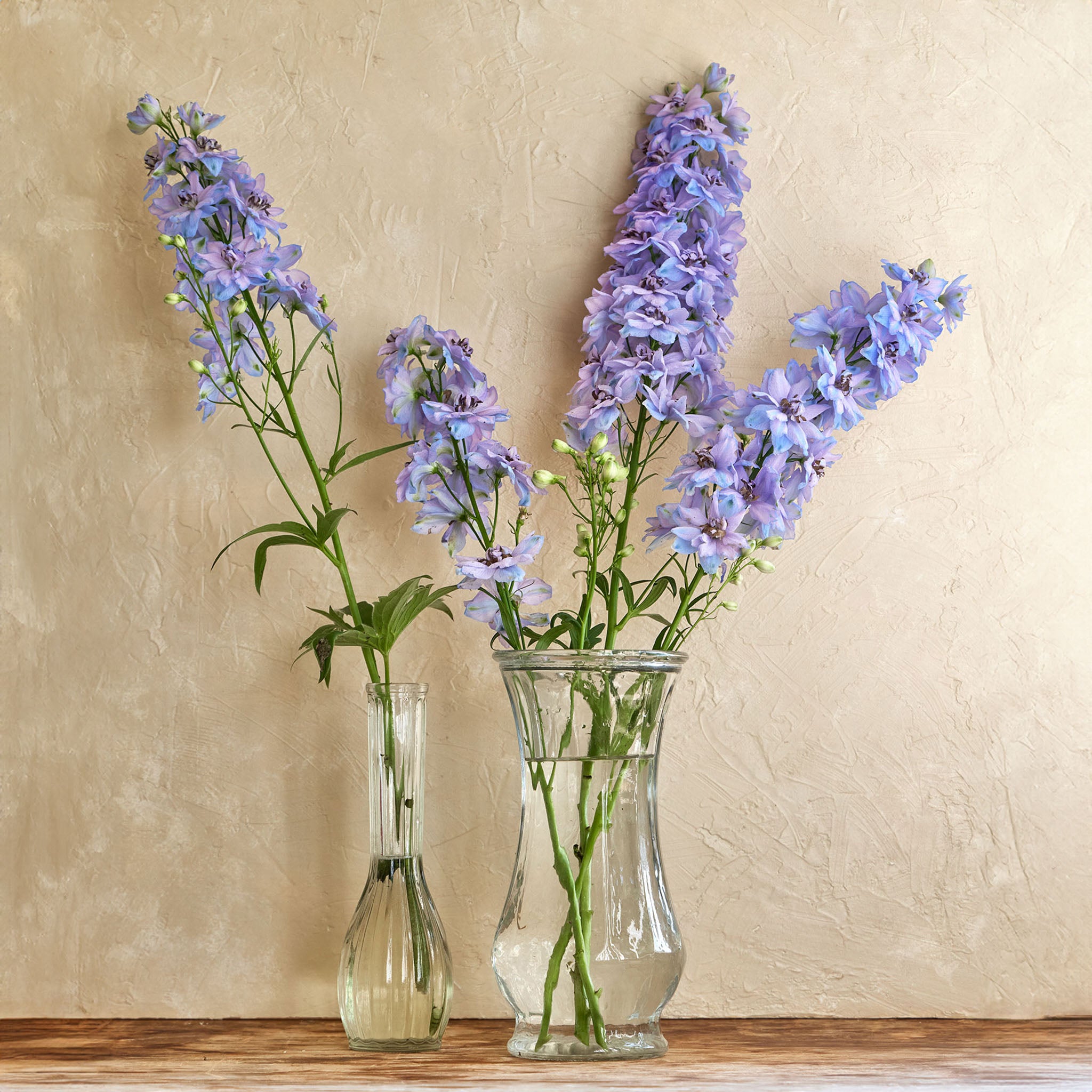 Blueberry Pie Delphinium Bare Root