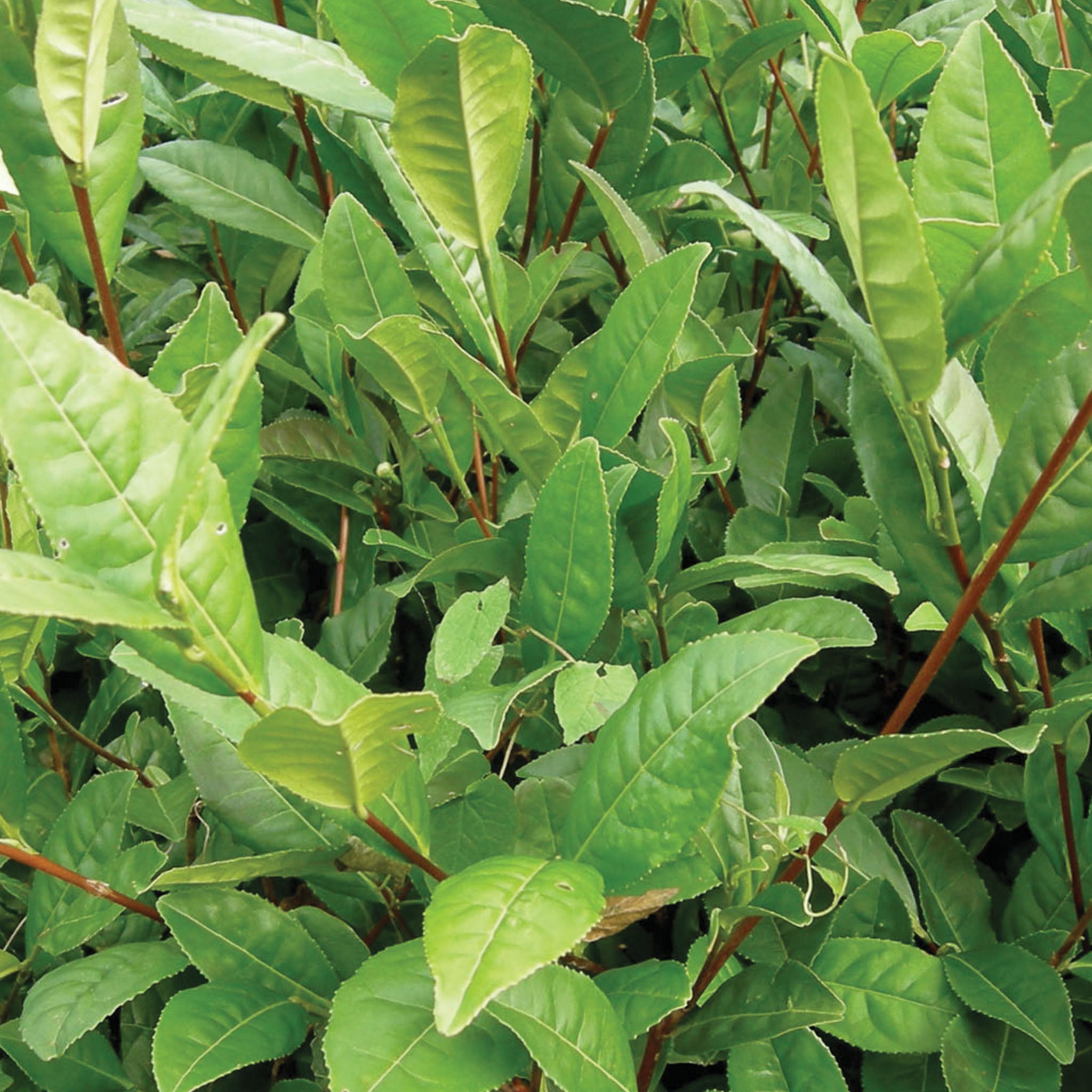 Camellia Sinensis Tea