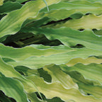 Curly Fries Hosta