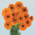 Oktoberfest Calendula