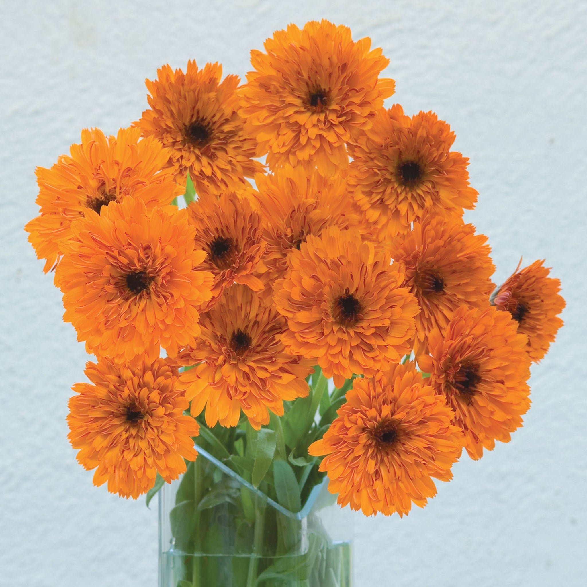 Oktoberfest Calendula