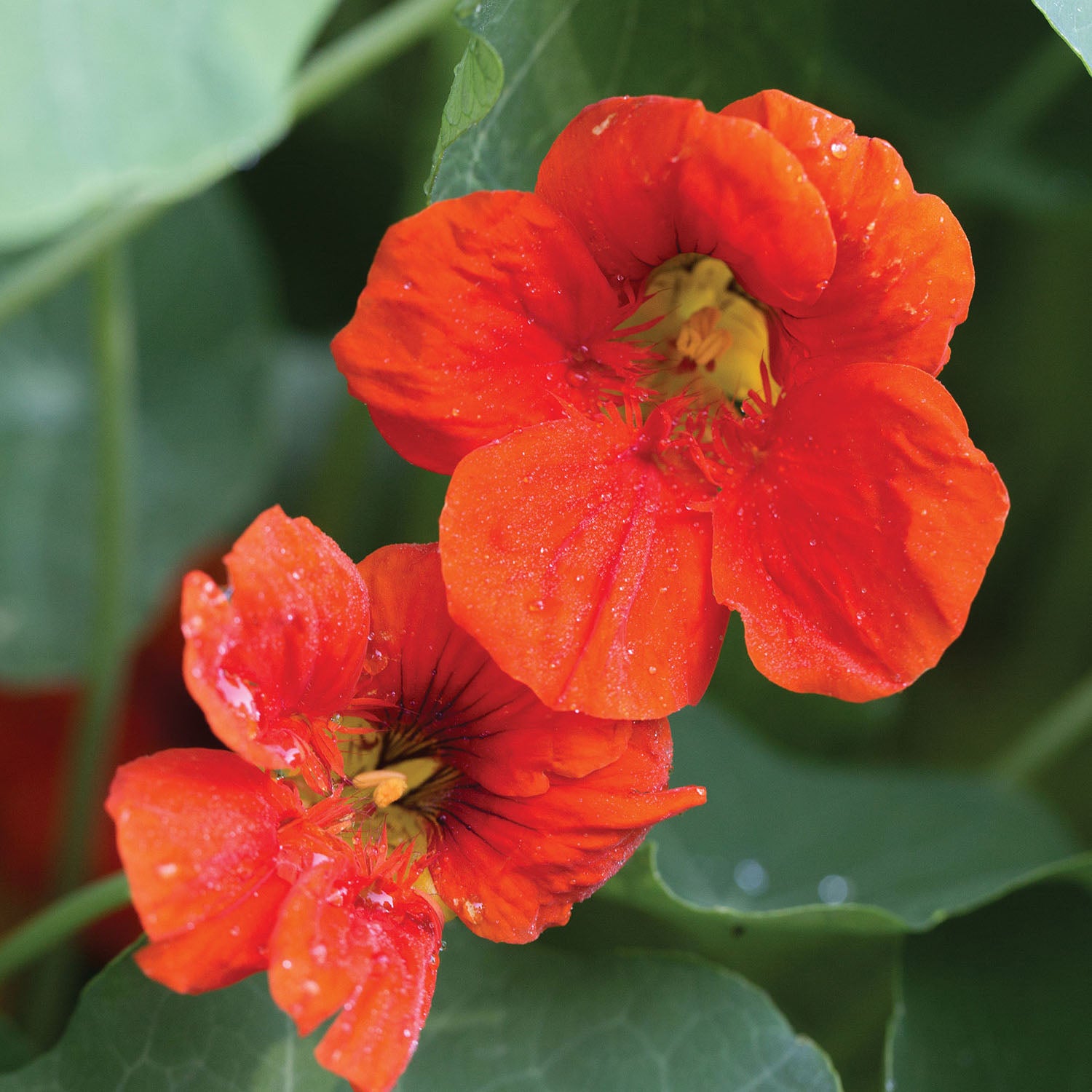 Phoenix Nasturtium