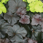 Obsidian Heuchera