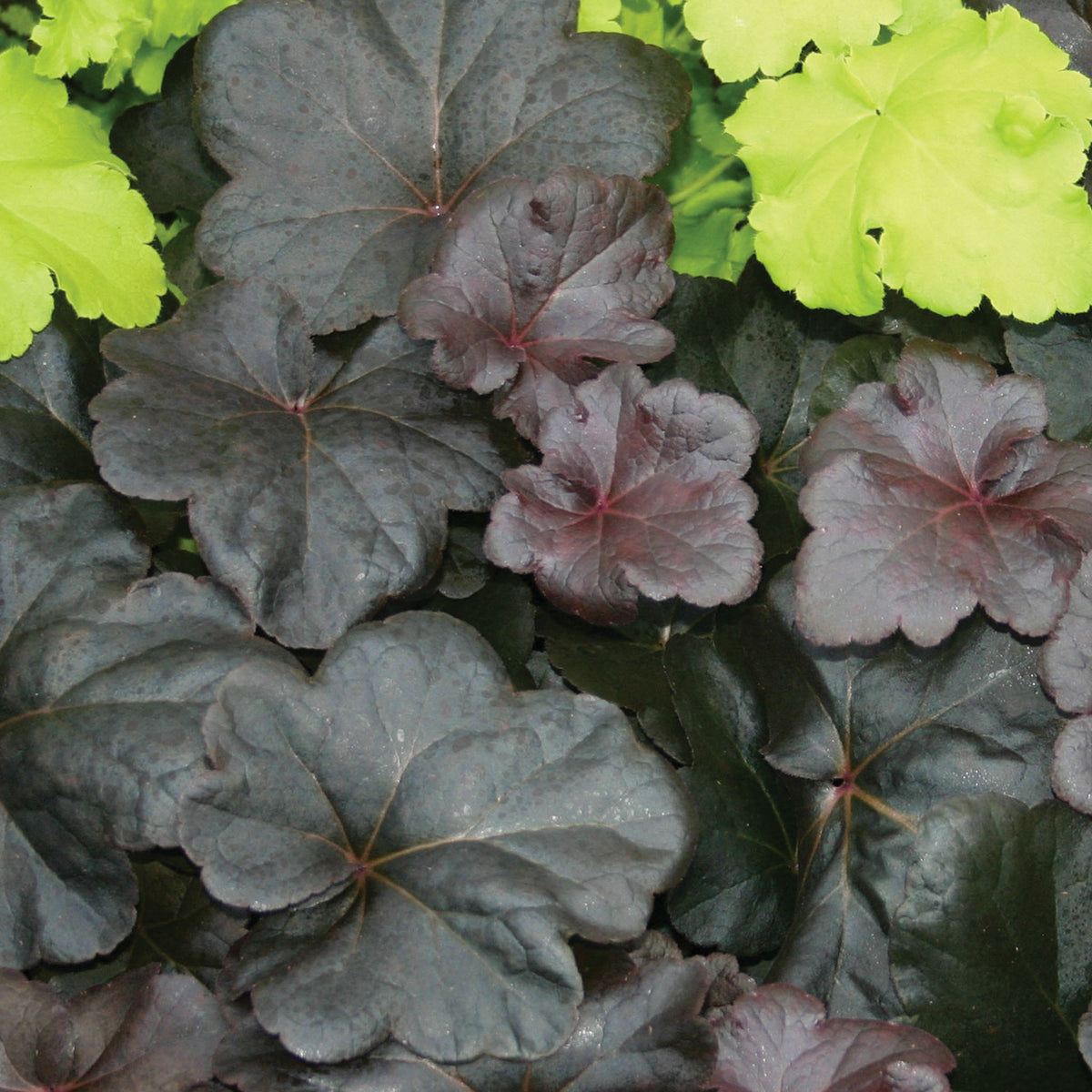 Obsidian Heuchera