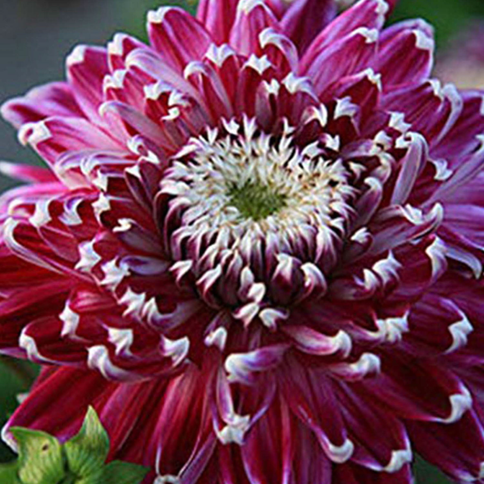 Vancouver Dahlia Tuber