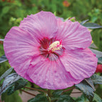 Summerific Berry Awesome Hibiscus