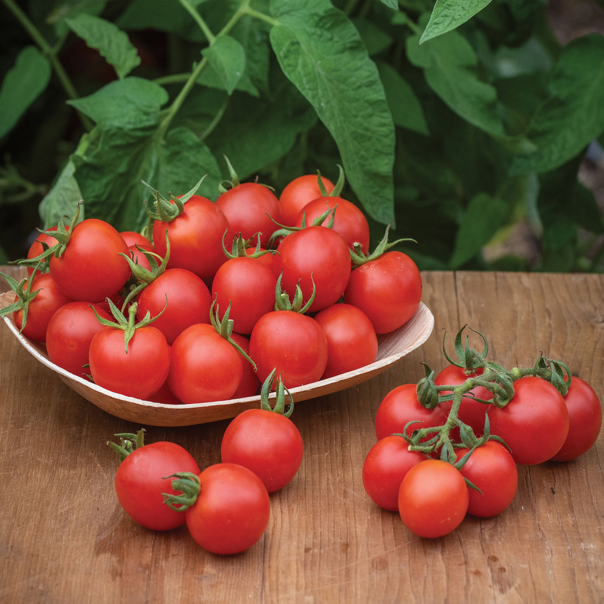 Chadwick Cherry Organic Tomato