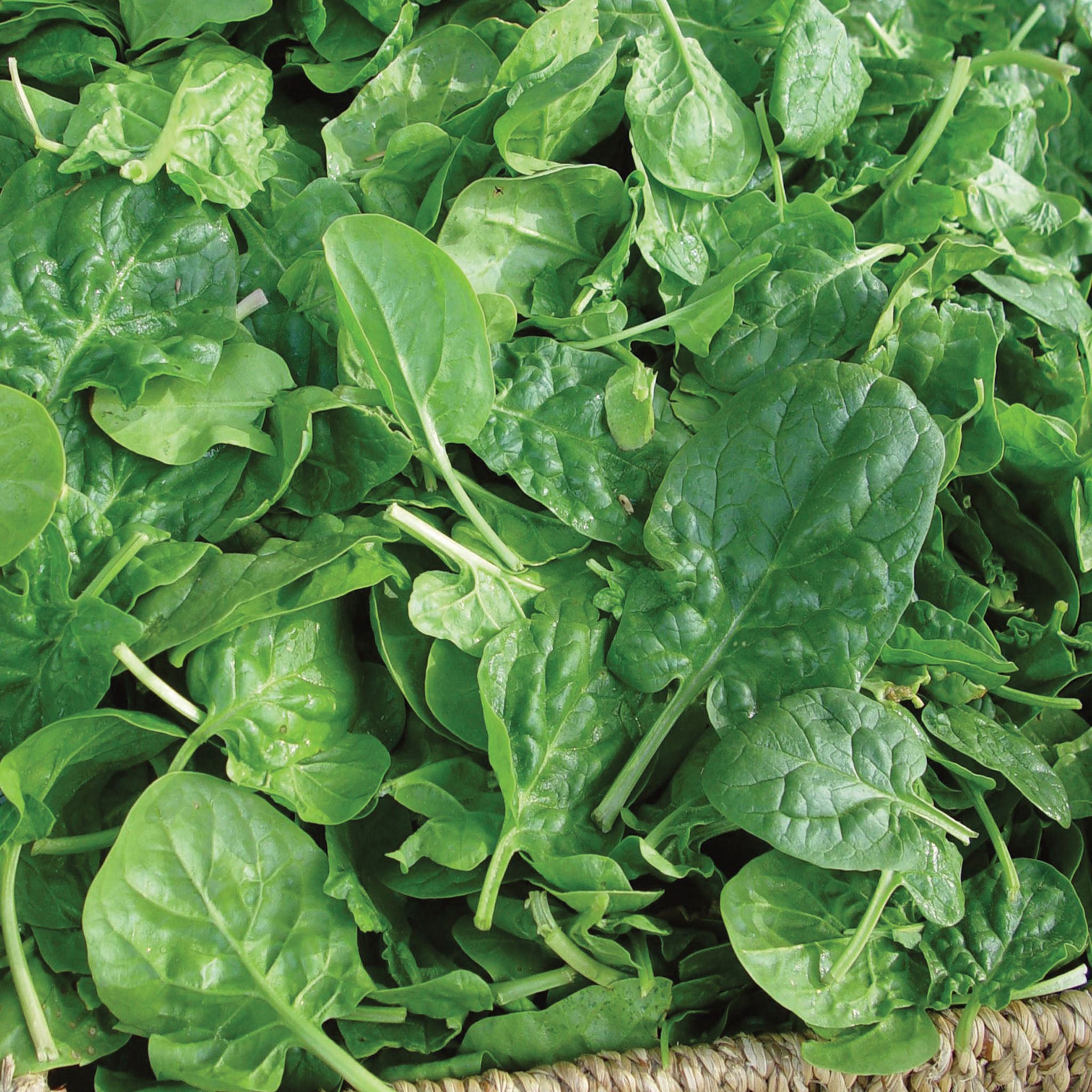 Double Choice Spinach