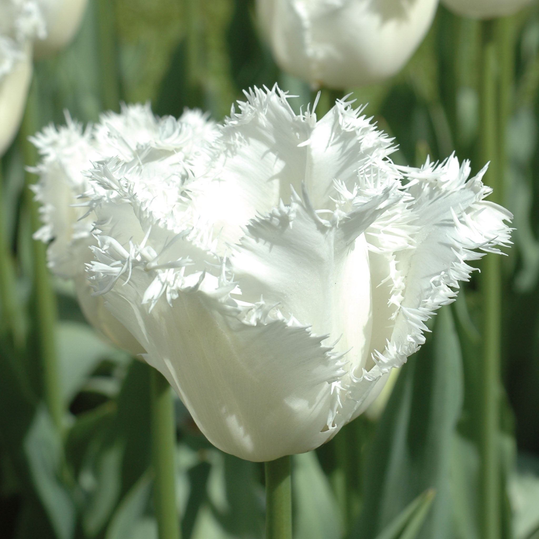 Honeymoon Tulip Bulbs