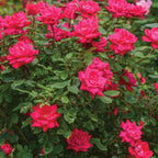 The Double Knock Out Rose Bare Root
