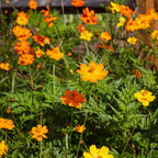 Bright Lights Mixed Colors Cosmos