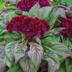 Gypsy Queen Celosia Cristata