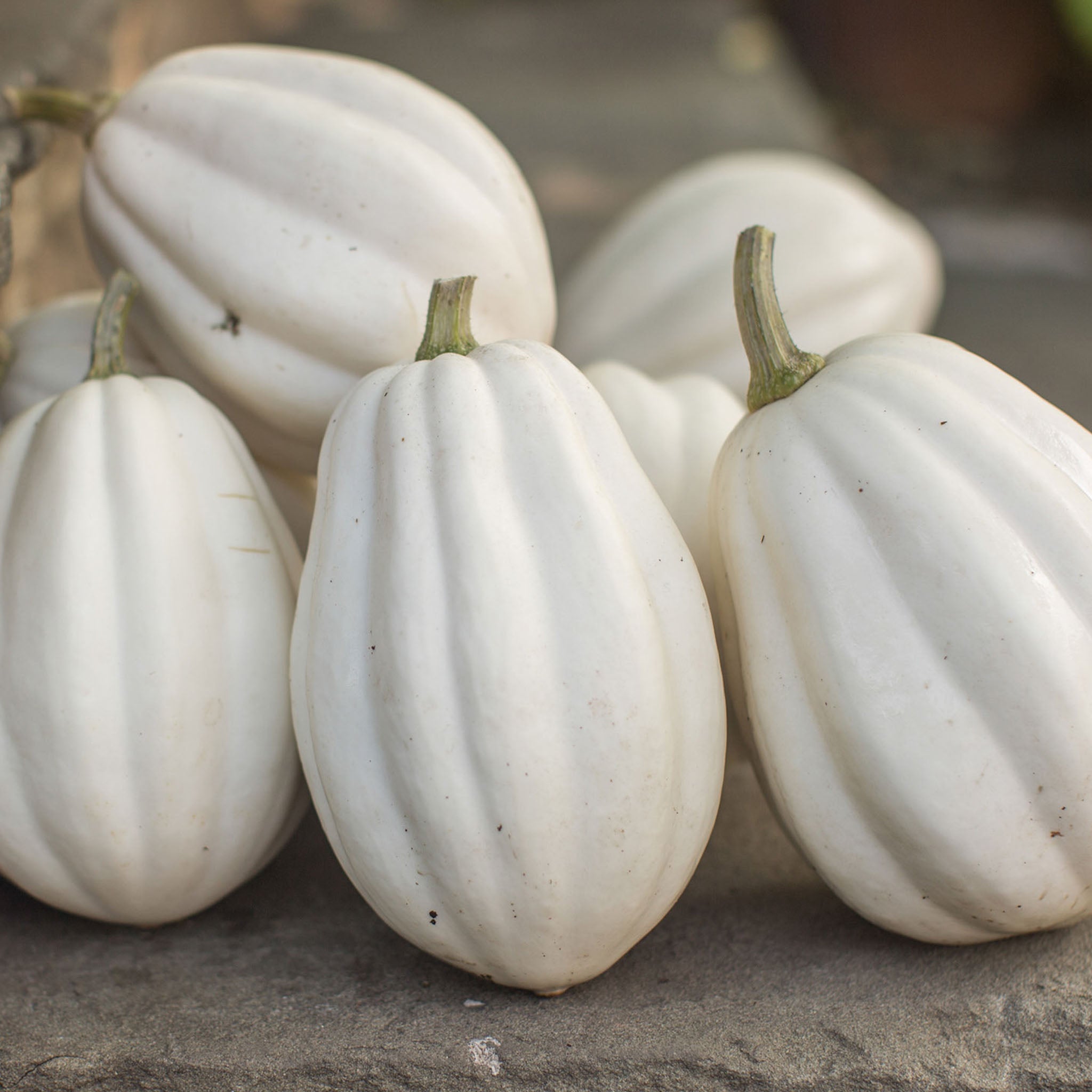 Mashed Potatoes Winter Squash