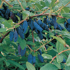 Honeyberry Collection Bare Roots
