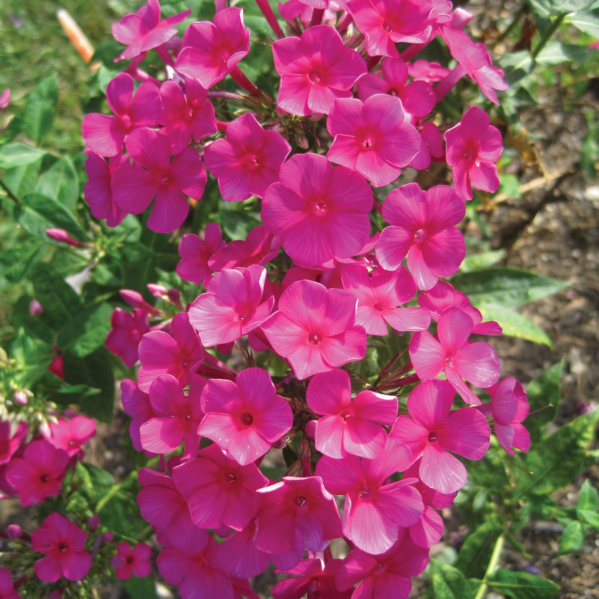 Kirchenfuerst Phlox Paniculata Bare Root