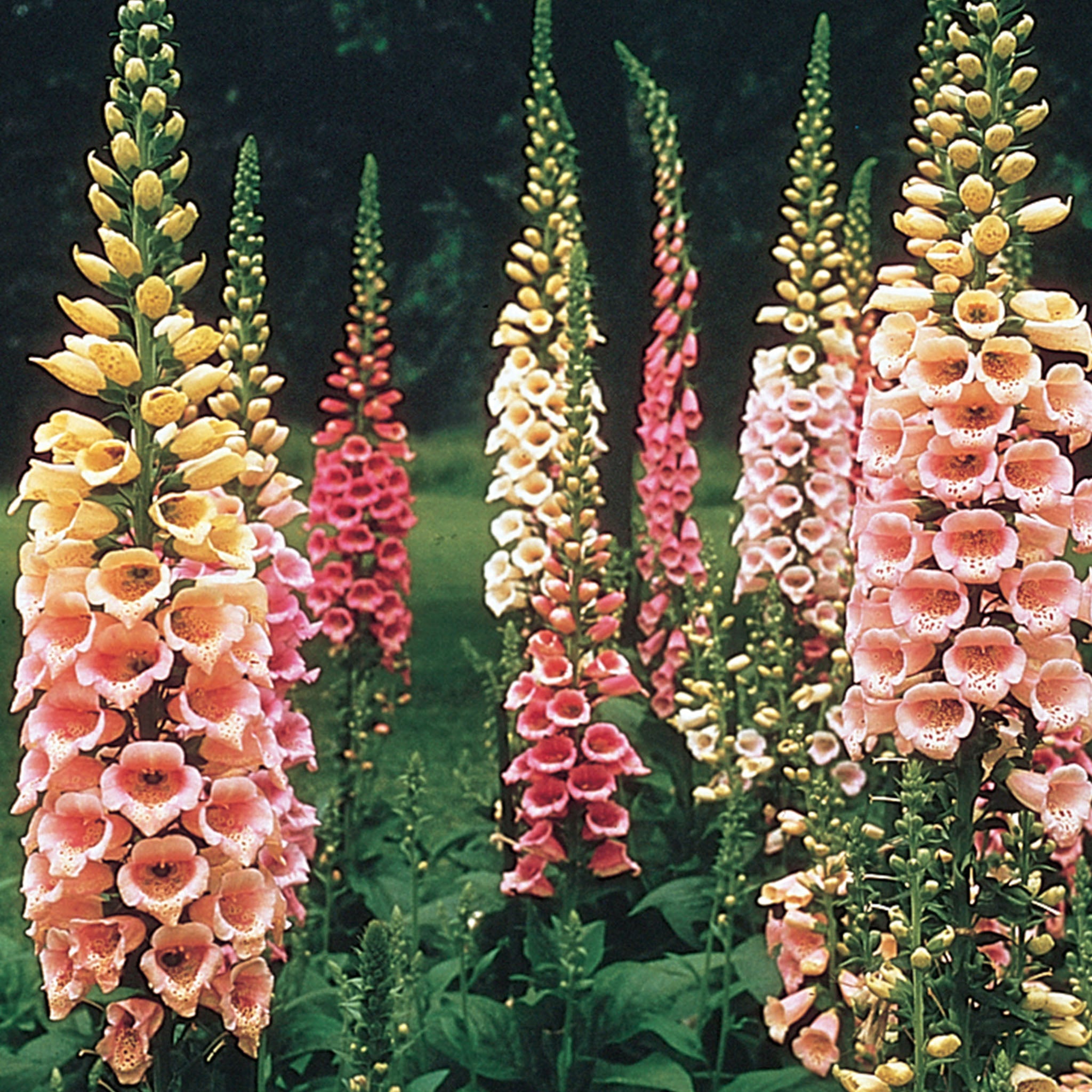 Excelsior Mix Foxglove