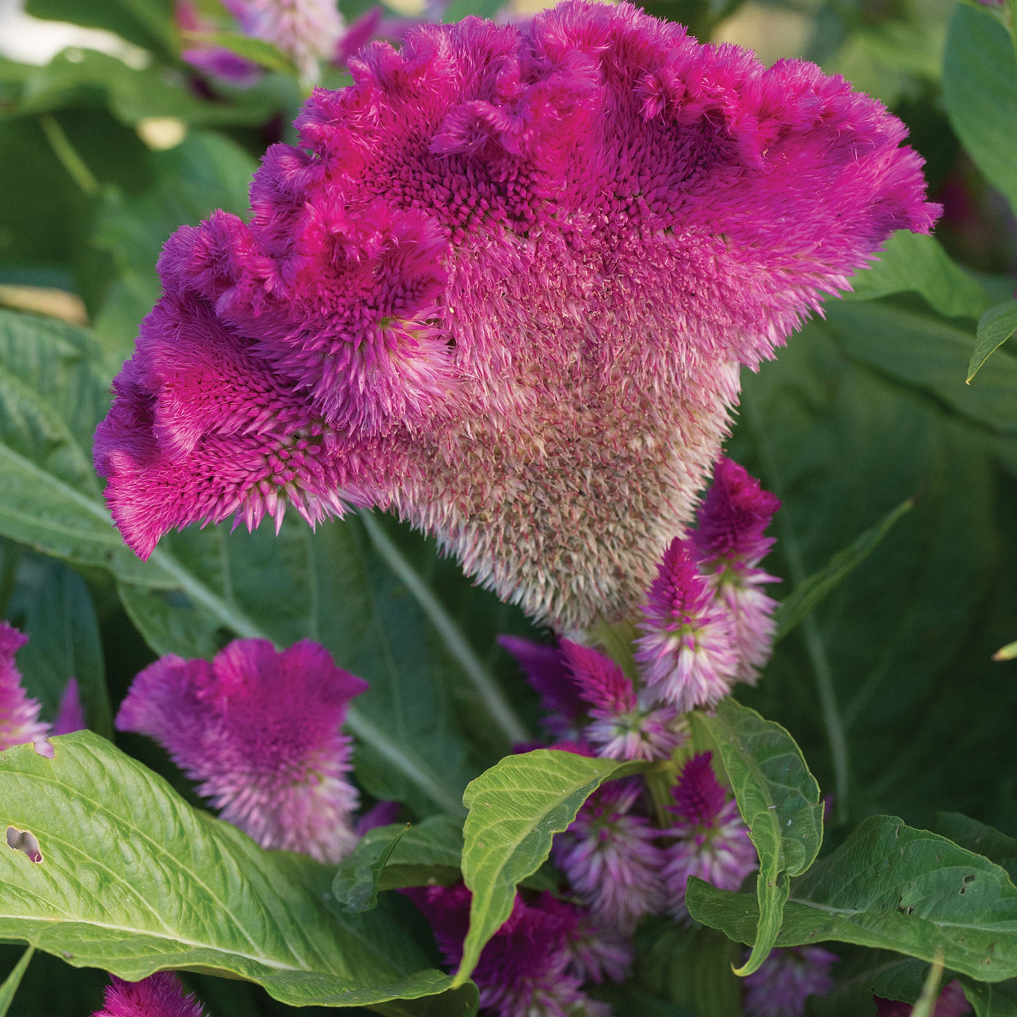 Fan Dance Purple Celosia Cristata
