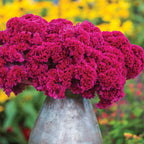Red Velvet Cake Celosia