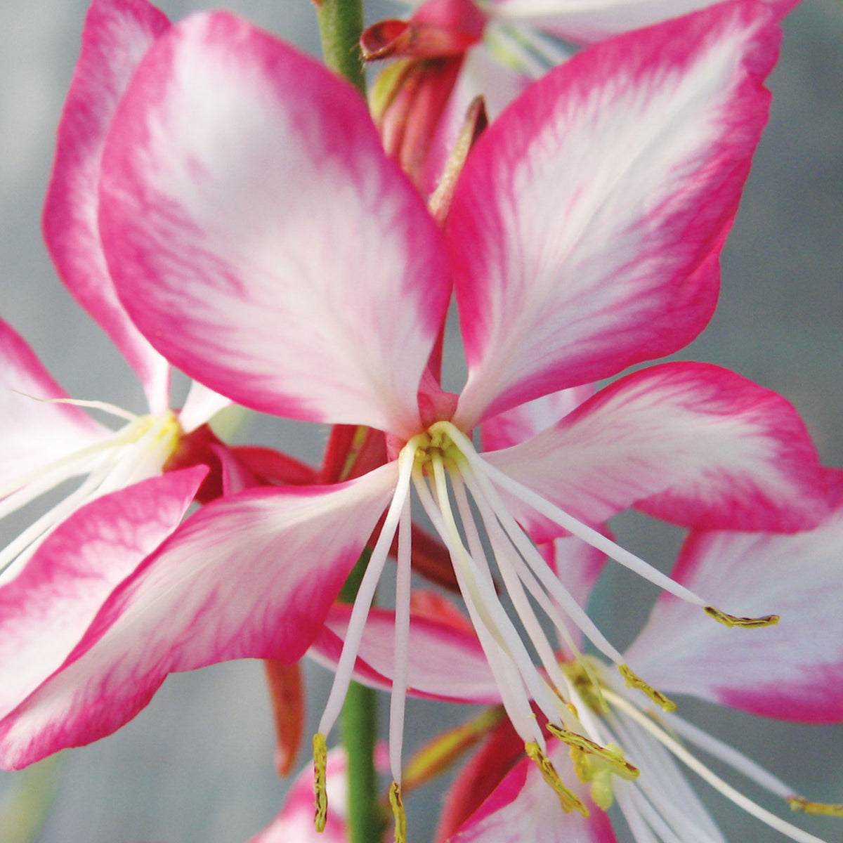 Rosy Jane Gaura