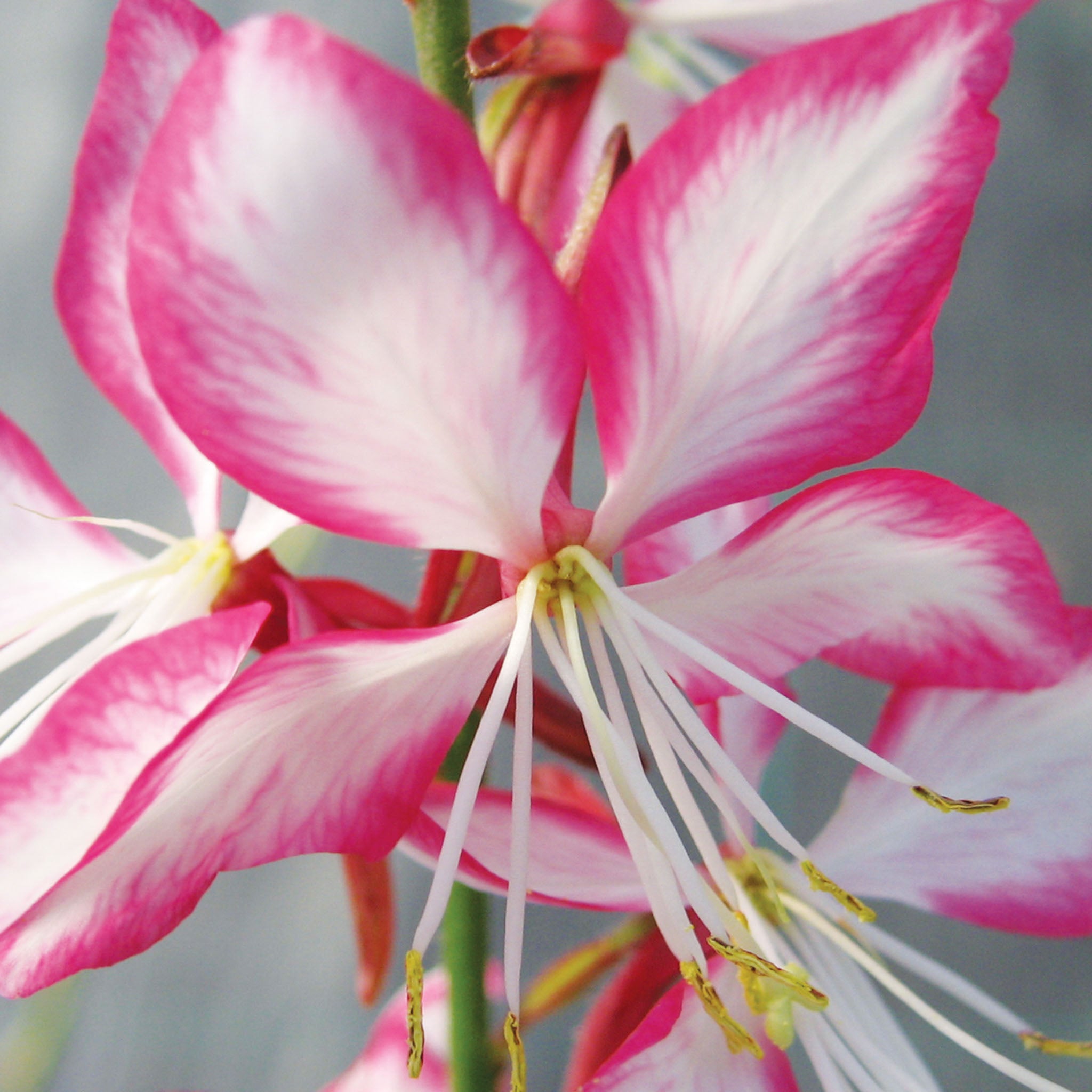 Rosy Jane Gaura