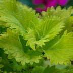 Wasabi Coleus