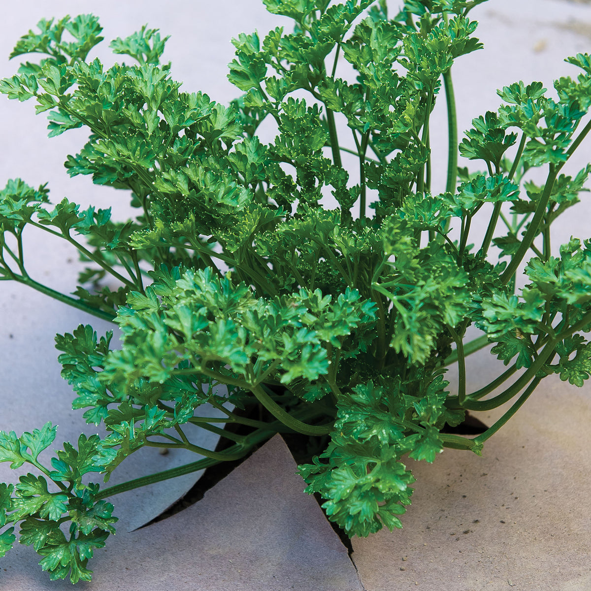 Weed Guard Plus Organic Formulation