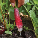 French Breakfast Organic Radish