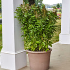 Batik Basil