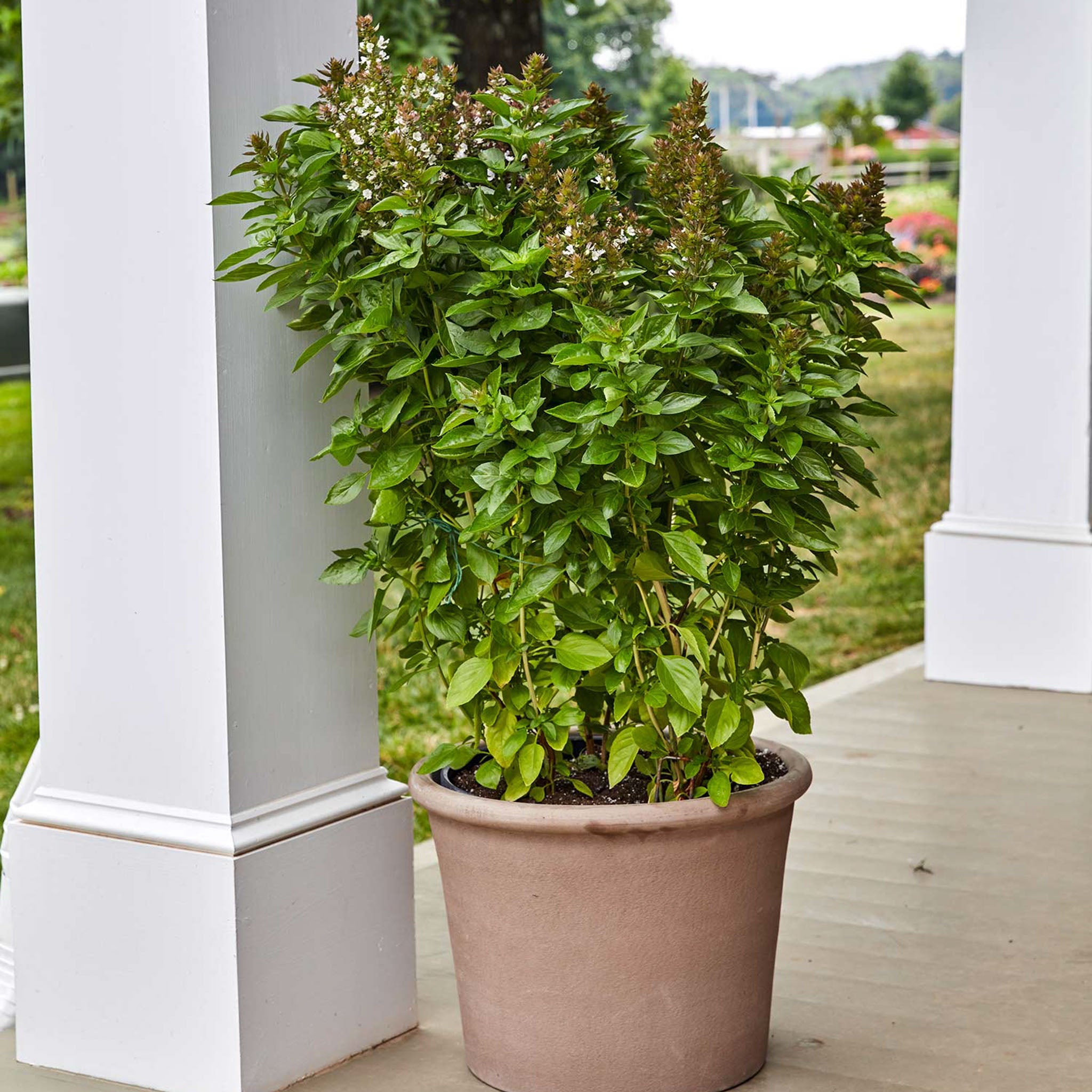 Batik Basil