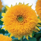 Honey Bear Sunflower