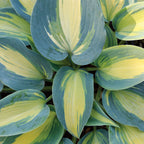Magic Island Hosta Bare Roots