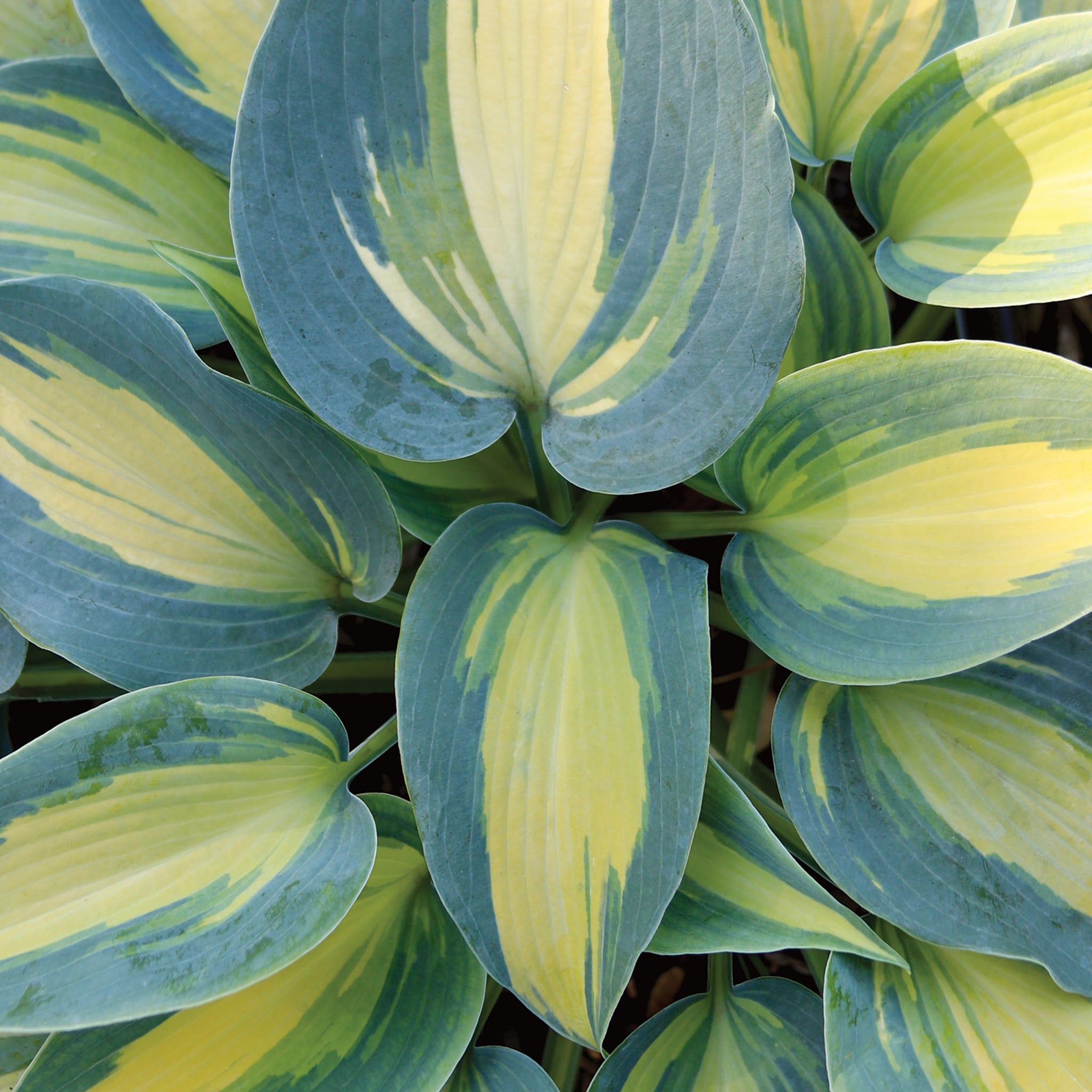 Magic Island Hosta Bare Roots