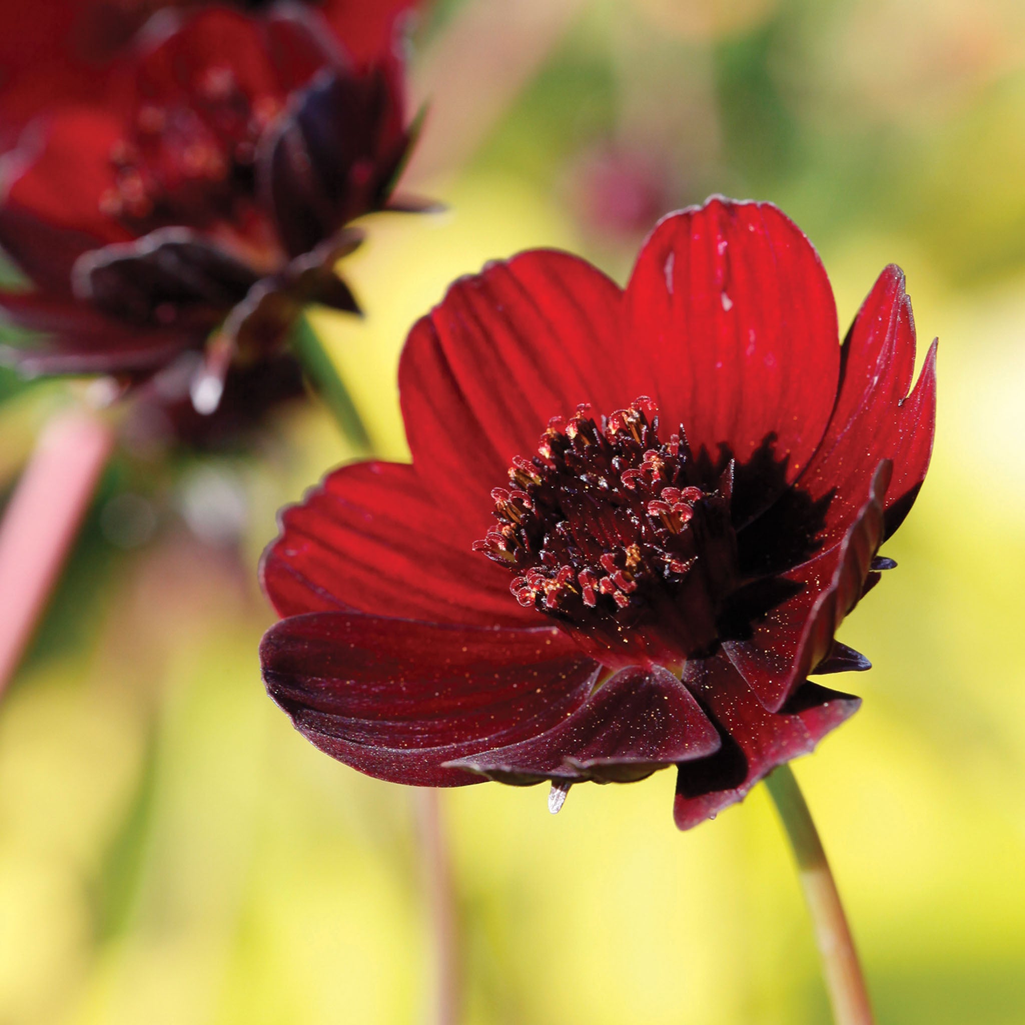 Choca Mocha Cosmos