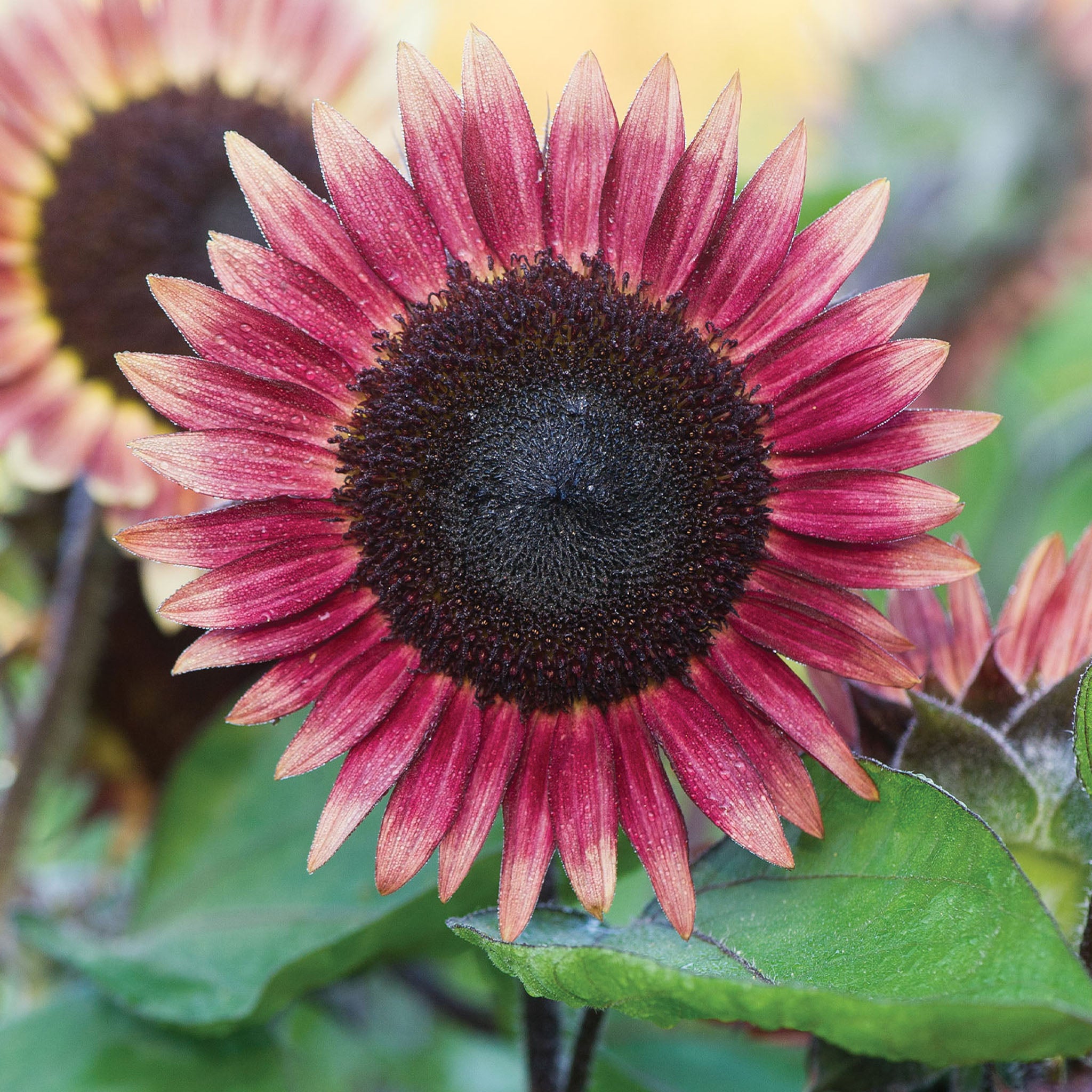 Ms. Mars Sunflower