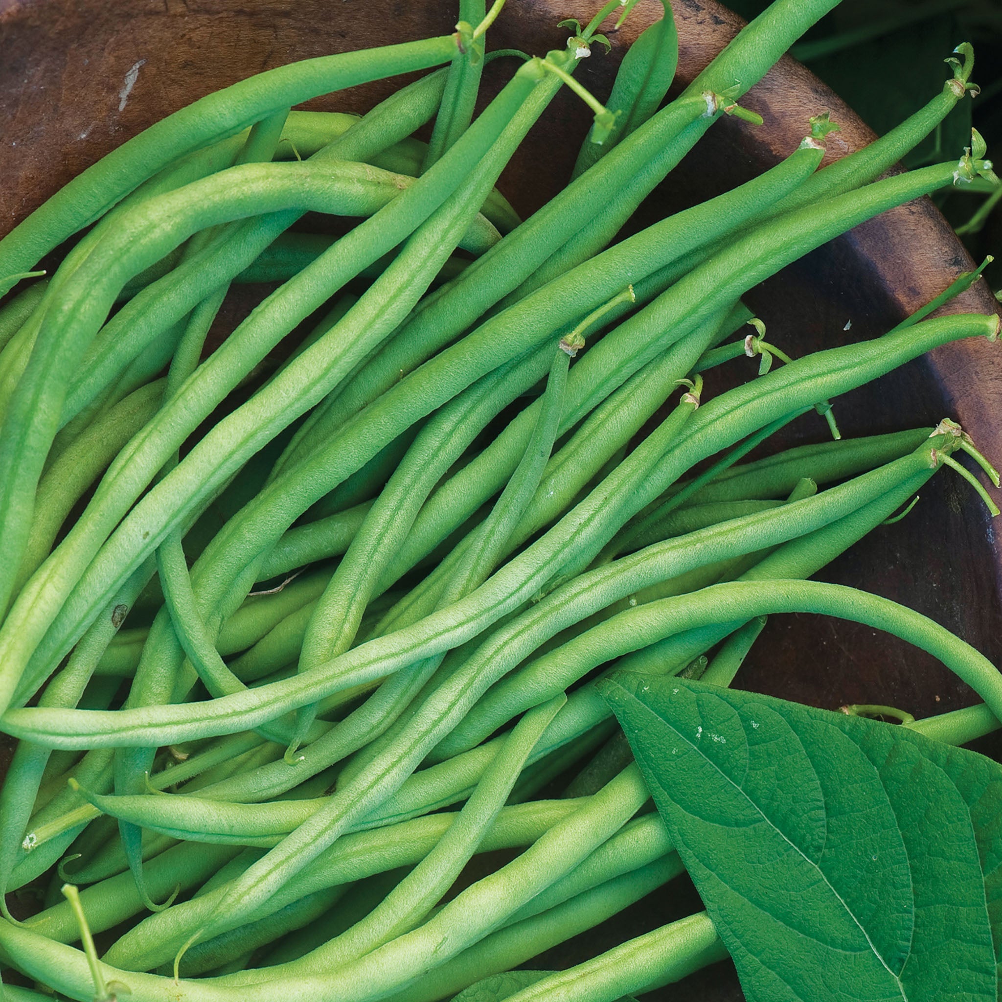 Beananza Bush Bean
