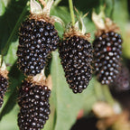 Hall’s Beauty Blackberry