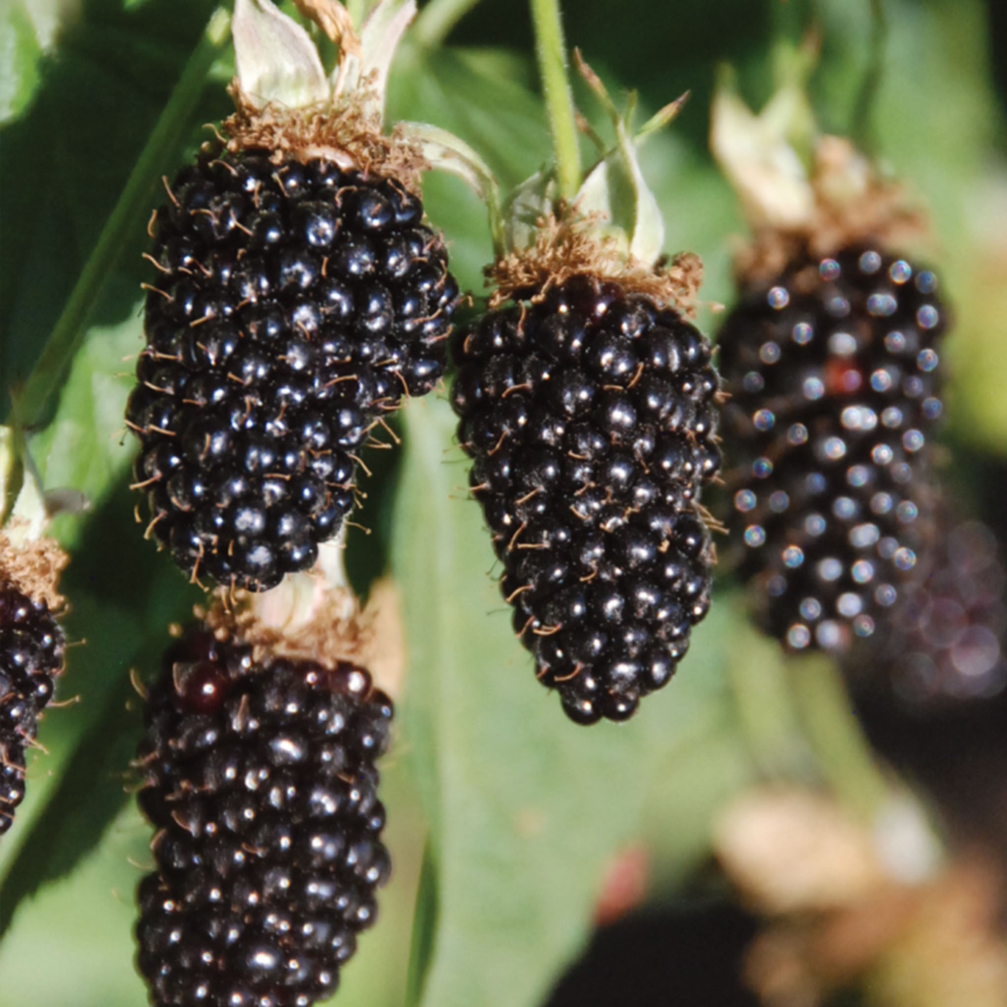 Hall’s Beauty Blackberry