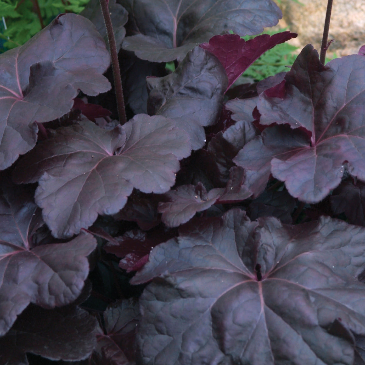 Obsidian Heuchera