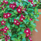 Trailing Burgundy Vinca