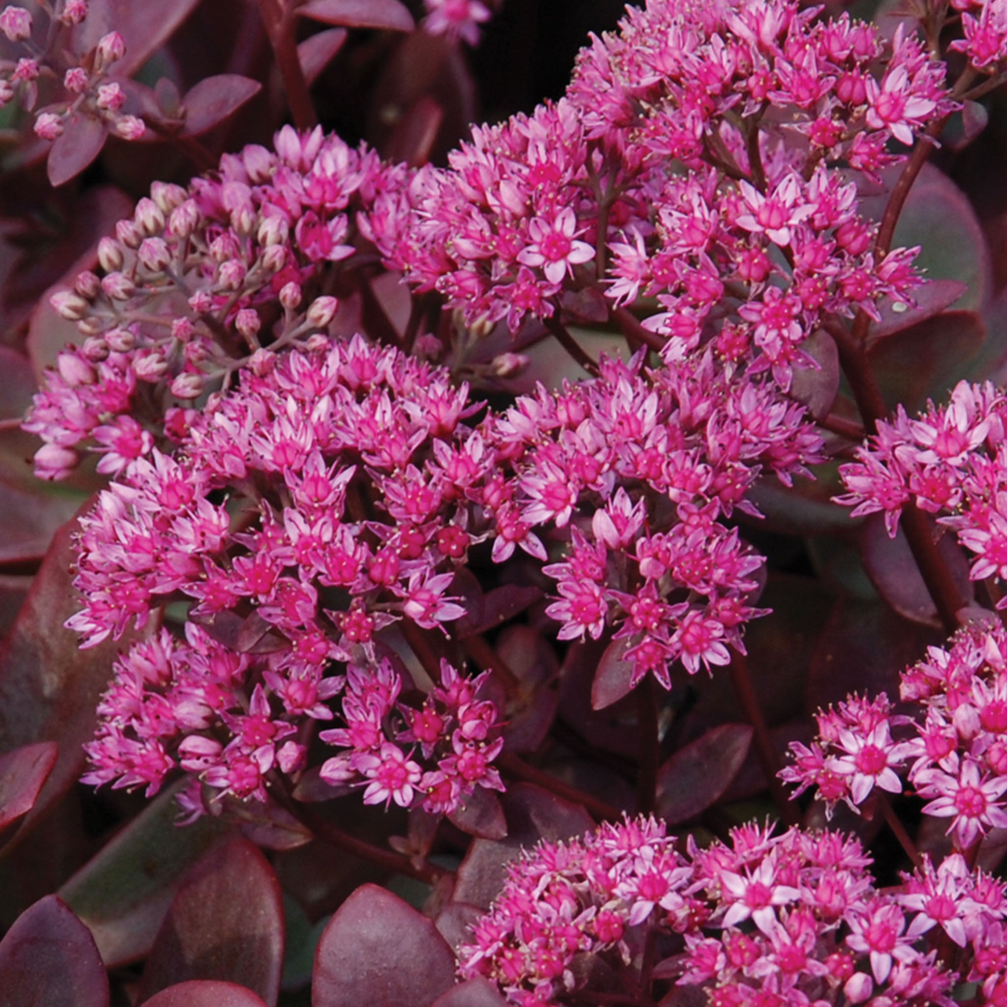 Firecracker Sedum Bare Root